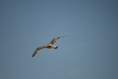 Enlarge photo 254