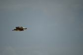 Enlarge photo 255