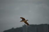 Enlarge photo 256