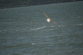 Enlarge photo 257