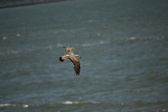 Enlarge photo 259