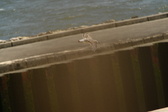 Enlarge photo 260