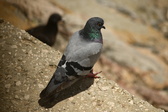Enlarge photo 299