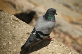 Enlarge photo 300