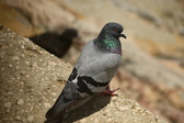 Enlarge photo 302