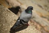Enlarge photo 303