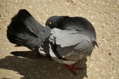 Enlarge photo 305