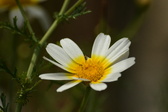 Enlarge photo 326