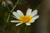 Enlarge photo 327