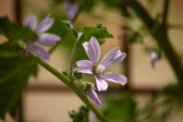 Enlarge photo 331