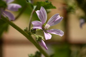 Enlarge photo 335