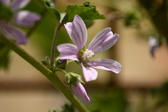 Enlarge photo 337