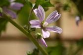 Enlarge photo 339