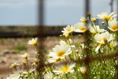 Enlarge photo 341