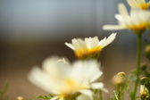 Enlarge photo 343
