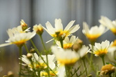 Enlarge photo 344