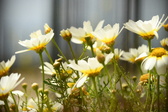 Enlarge photo 346
