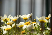 Enlarge photo 347
