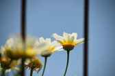 Enlarge photo 351