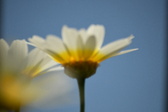 Enlarge photo 352