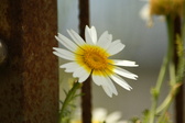 Enlarge photo 353