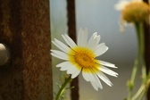 Enlarge photo 357