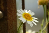Enlarge photo 359