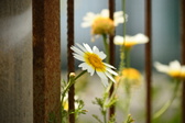 Enlarge photo 362