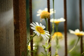 Enlarge photo 363