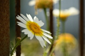Enlarge photo 364