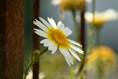Enlarge photo 365