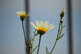 Enlarge photo 367