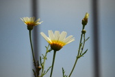 Enlarge photo 368