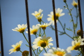 Enlarge photo 375