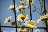 Enlarge photo 376