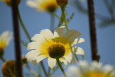 Enlarge photo 378