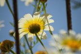 Enlarge photo 379