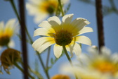 Enlarge photo 380