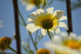 Enlarge photo 382