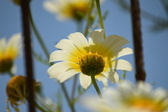 Enlarge photo 383