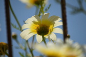 Enlarge photo 384