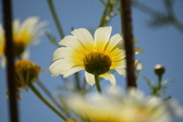 Enlarge photo 385