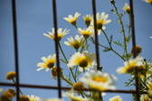 Enlarge photo 386