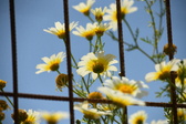 Enlarge photo 387