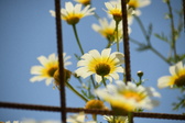 Enlarge photo 388