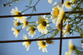 Enlarge photo 389