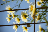 Enlarge photo 390