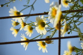 Enlarge photo 391