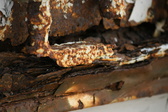 Enlarge photo 397