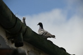 Enlarge photo 409